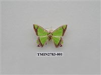 藏品(尺蛾353)的圖片